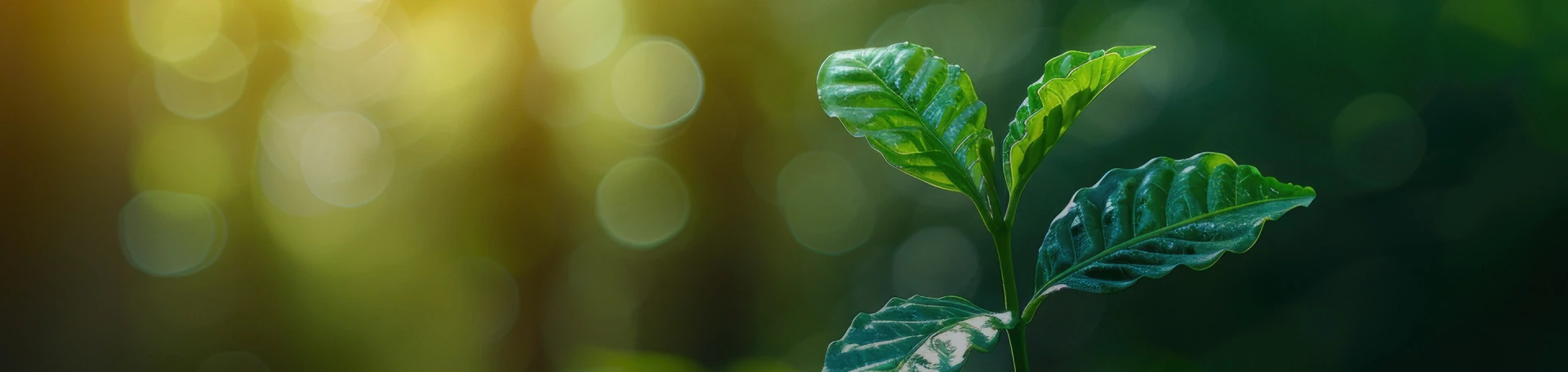 Biodiversity Preservation