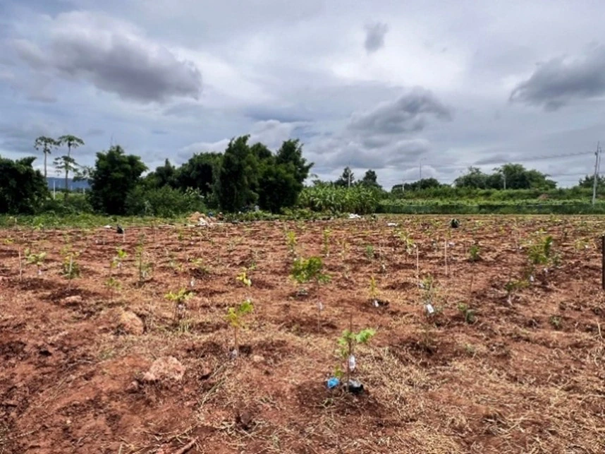 Plant for the Planet Project